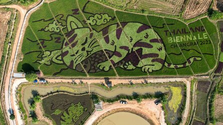 231219100306-01-cat-rice-fields.jpg