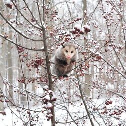 possum-tree.jpg