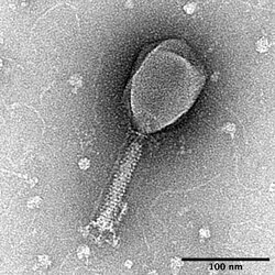 Enterobacteria_phage_T2_transmission_electron_micrograph.jpg