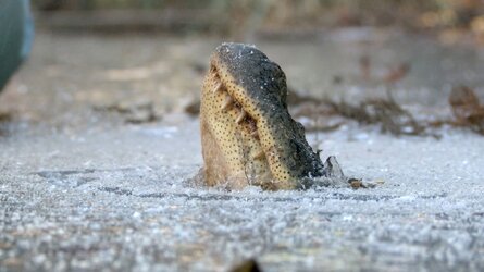 https___cdn.cnn.com_cnnnext_dam_assets_180109152340-alligators-in-ice-1.jpg