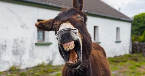 donkey.JPG