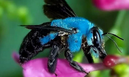 Blue Carpenter Bee.png