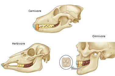 5.-Carnivore-teeth.jpg