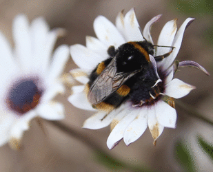 Bee_Squirt[1].gif