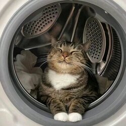Kat.jpg