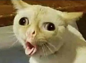 retardcat.png