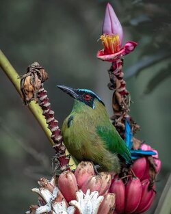 Andean-Motmot.jpg