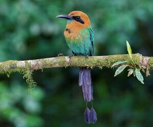 Broad-Billed_Motmot.jpg