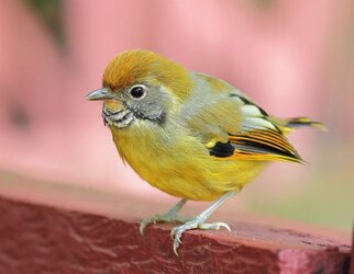 Chestnut-Tailed_Minla.jpg