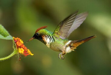 Frilled-Coquette.jpg