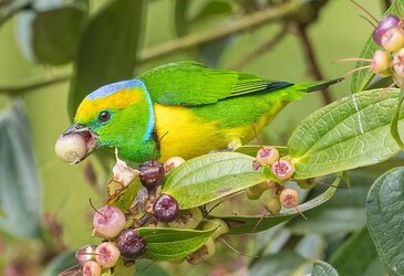 Golden-browed-Chlorophonia.jpg