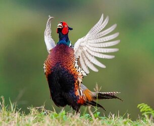 Ring-Necked_Pheasant.jpg
