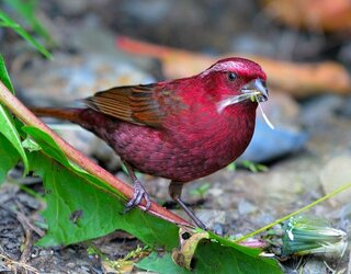 Vinaceous_Rosefinch.jpg