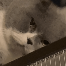 Cat 234.png