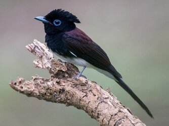 Black paradise flycatcher.jpg