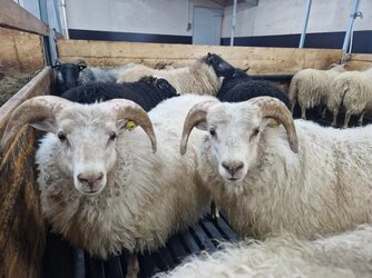 sheepintown.jpg