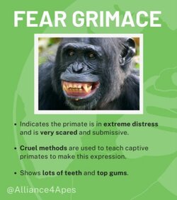 chimp.jpg
