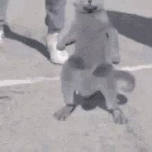 kot-cat.gif