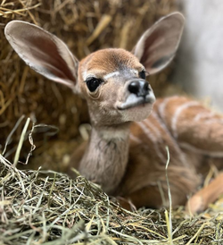 newborn dear.png