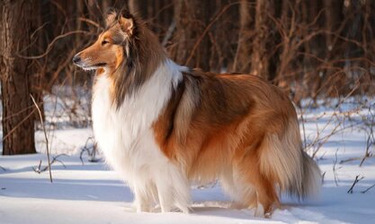 collie.jpg
