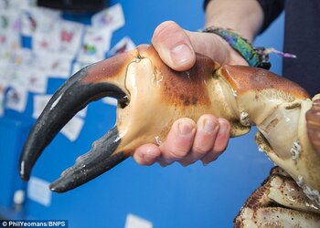 288C604F00000578-0-Its_gigantic_claws_are_the_size_of_fists_and_are_four_times_as_p-m-27_14313...jpg