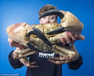 288C5F7200000578-0-Aquarist_Martyn_Chandler_carefully_handles_the_mammoth_crab_brou-m-26_14313...jpg
