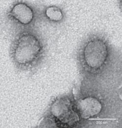 41586_2013_Article_BFnature12711_Fig2_HTML.png