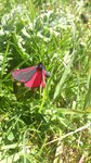 DSC_0237.JPG