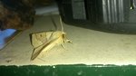 DSC_0276.JPG