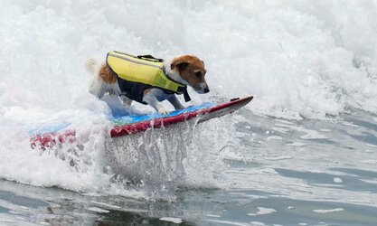 dog1.jpg
