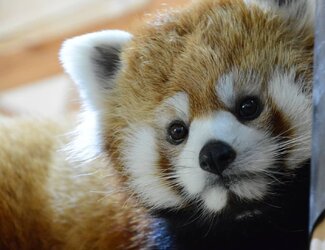 red panda sad.jpg