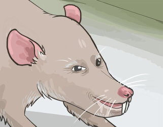 Nullrat.jpg