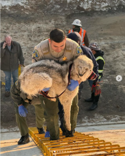 rescue dog.png