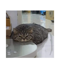 GENTLECAT-кот-арт-перерисовка-8276125.jpeg