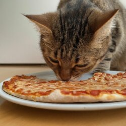 image_fx_cat_eating_a_pizza__indoors.jpg