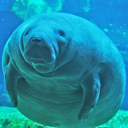 Manatee.jpg