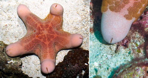 choriaster.jpg