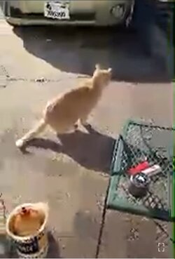 Screenshot_20240203_135440_YouTube.jpg
