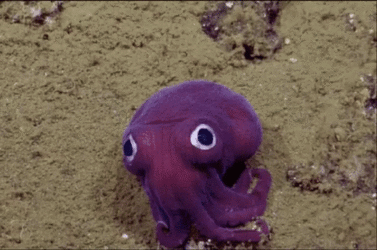 squid-stare.gif