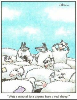 realsheep.JPG