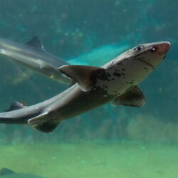 pacific-spiny-dogfish-featured.jpg