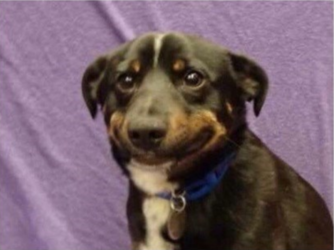 dog.PNG