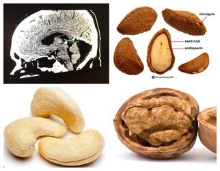 homo nutticus.jpg