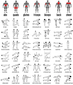 body weight exersizes - Copy.png