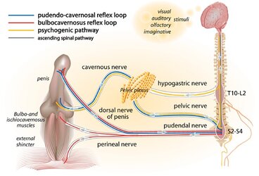 nau22566-fig-0003-m.jpg