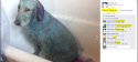 800px-Randi_Harper_Blue_Dog_1_larger.jpg