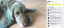 800px-Randi_Harper_Blue_Dog_2_larger.jpg