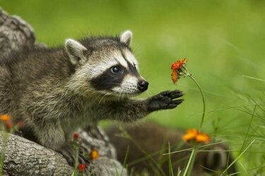 raccoon.jpg