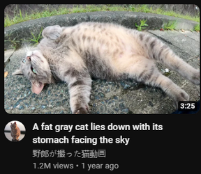 fatgraycat.png