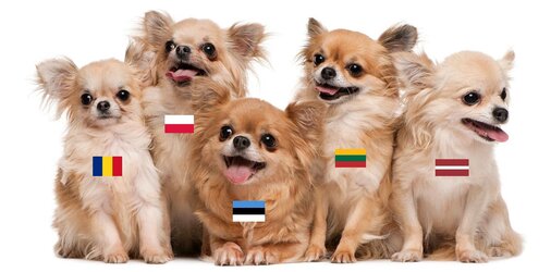 butthurtbelt doggies.jpg